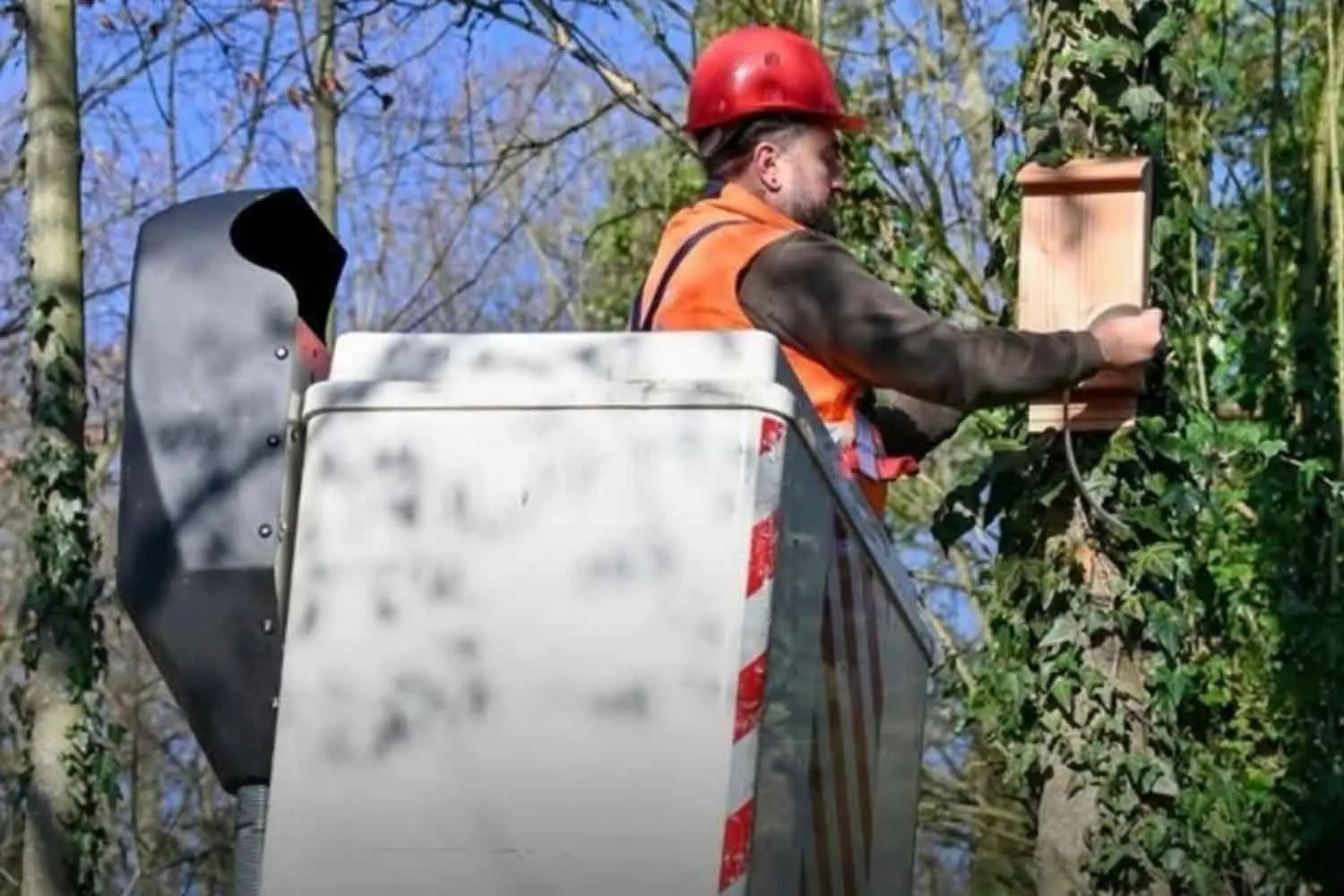 Bat-box: in questo sobborgo di Parigi stanno installando delle "casette per pipistrelli" per combattere le zanzare tigre
