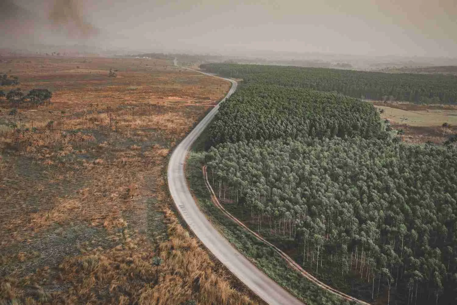 Amazzonia, la deforestazione crolla del 42%: mai così bassa dal 1988, ma il futuro della foresta si decide alle urne