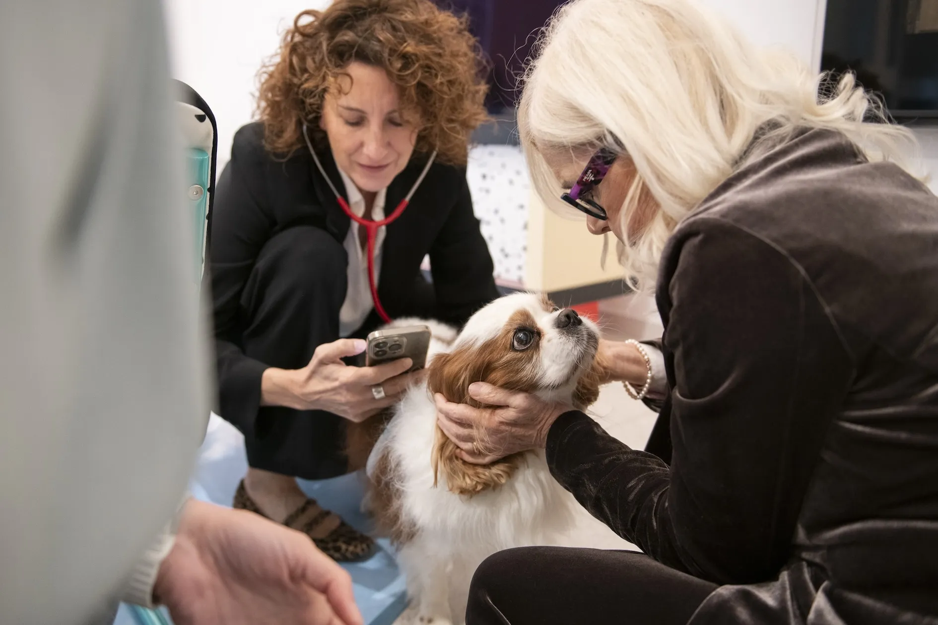 Boehringer Ingelheim: l’AI rileva precocemente i soffi cardiaci nei cani